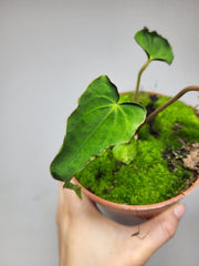 Anthurium Papillilaminum x Dressleri Mutation