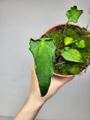 Anthurium Papillilaminum x Dressleri Mutation