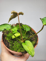 Anthurium Papillilaminum x Dressleri Mutation