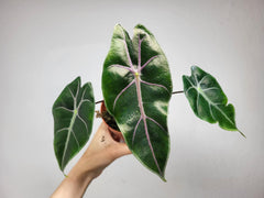 Alocasia Suhirmaniana Purple Vein