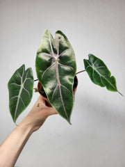 Alocasia Suhirmaniana Purple Vein