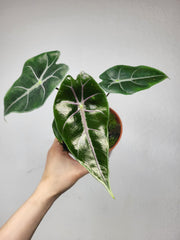 Alocasia Suhirmaniana Purple Vein