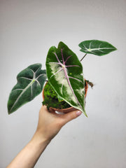 Alocasia Suhirmaniana Purple Vein