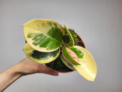 Hoya Australis Blondie