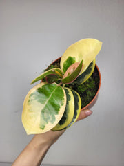 Hoya Australis Blondie