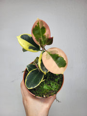 Hoya Australis Blondie