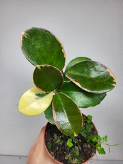 Hoya Australis Blondie