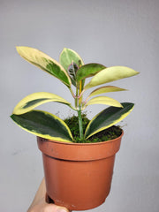 Hoya Australis Blondie