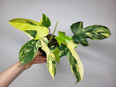 Philodendron Florida Beauty