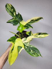 Philodendron Florida Beauty