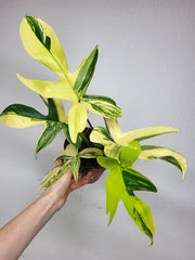 Philodendron Florida Beauty