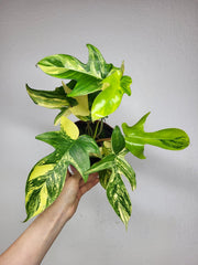 Philodendron Florida Beauty