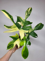 Philodendron Florida Beauty
