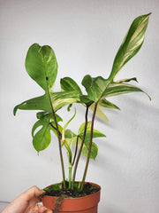 Philodendron Florida Beauty