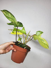 Philodendron Florida Beauty