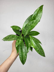 Hoya Silver Spot
