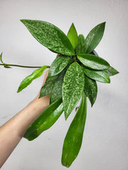 Hoya Silver Spot