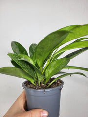 Hoya Silver Spot