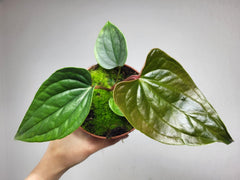 Anthurium Luxurians x Nigrolaminum Gigi