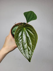 Anthurium Luxurians x Nigrolaminum Gigi