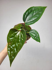 Anthurium Luxurians x Nigrolaminum Gigi
