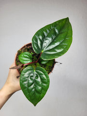 Anthurium Luxurians x Nigrolaminum Gigi