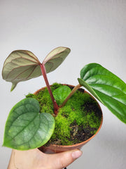 Anthurium Luxurians x Nigrolaminum Gigi