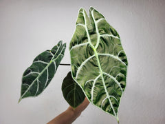 Alocasia Watsoniana Big Form