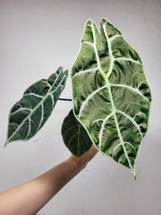 Alocasia Watsoniana Big Form