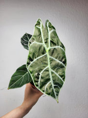 Alocasia Watsoniana Big Form