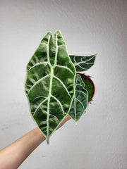 Alocasia Watsoniana Big Form