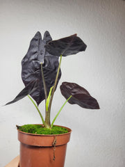 Alocasia Watsoniana Big Form