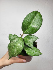 Hoya Wayang Splash