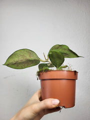 Hoya Wayang Splash