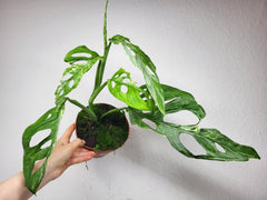 Monstera Adansonii Indonesian Marble
