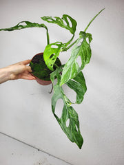 Monstera Adansonii Indonesian Marble