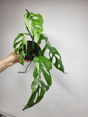 Monstera Adansonii Indonesian Marble