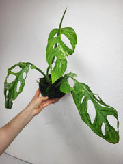 Monstera Adansonii Indonesian Marble