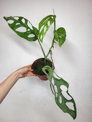 Monstera Adansonii Indonesian Marble