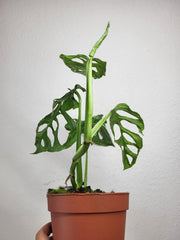Monstera Adansonii Indonesian Marble