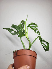 Monstera Adansonii Indonesian Marble