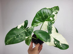 Alocasia Macrorrhiza Variegata