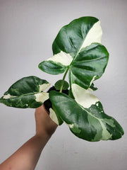 Alocasia Macrorrhiza Variegata