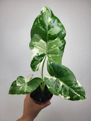 Alocasia Macrorrhiza Variegata