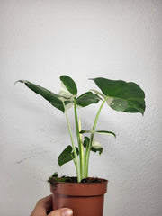 Alocasia Macrorrhiza Variegata