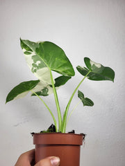 Alocasia Macrorrhiza Variegata