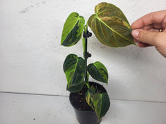 Philodendron Melanochrysum Variegata
