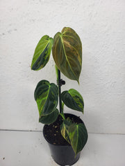Philodendron Melanochrysum Variegata