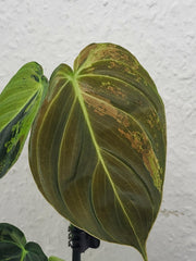 Philodendron Melanochrysum Variegata