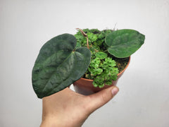 Anthurium Ace of Spades x Dressleri